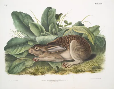 Lepus negricaudatus, Black-tailed Hare. Male. Natural size. by John Woodhouse Audubon, 1845-1848 — digital art print download