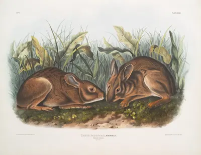 Lepus palustris, Marsh Hare. Natural size. by John Woodhouse Audubon, 1845-1848 — digital art print download