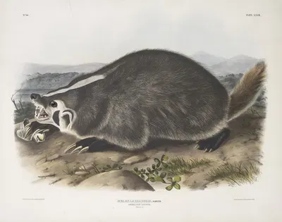Meles Labradoria, American Badger. Natural size. by John Woodhouse Audubon, 1845-1848 — digital art print download