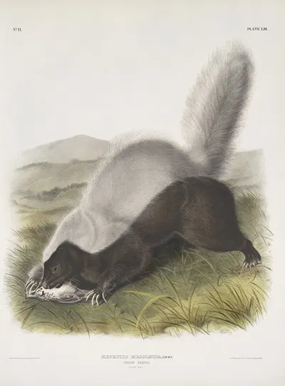 Mephitis mesoleuca, Texan Skunk. Natural size. by John Woodhouse Audubon, 1845-1848 — digital art print download