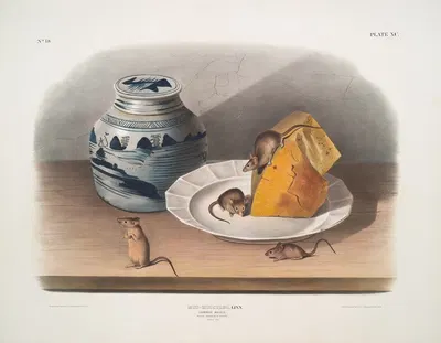 Mus-musculus, Common Mouse. (Male, female & young. Natural size.) by John Woodhouse Audubon, 1845-1848 — digital art print…