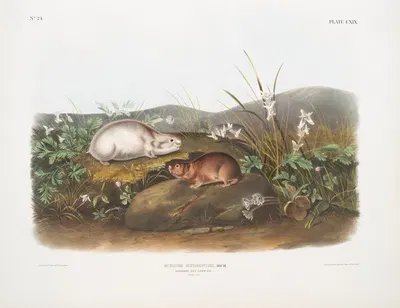 Myodes Hudsonius, Hudson Bay Lemming. Natural size. by John Woodhouse Audubon, 1845-1848 — digital art print download