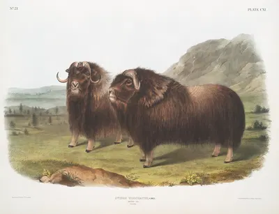Ovibos moschatus, Musk Ox. Males. by John Woodhouse Audubon, 1845-1848 — digital art print download