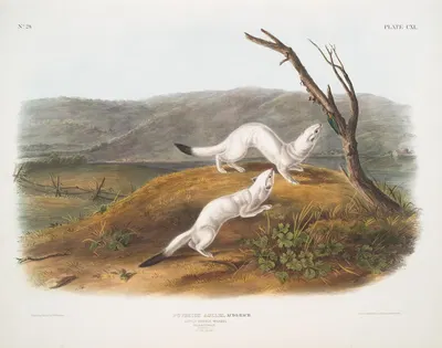 Putorius agilis, Little Nimble Weasel. Male & female. Natural size. Winter pelage. by John Woodhouse Audubon, 1845-1848 —…