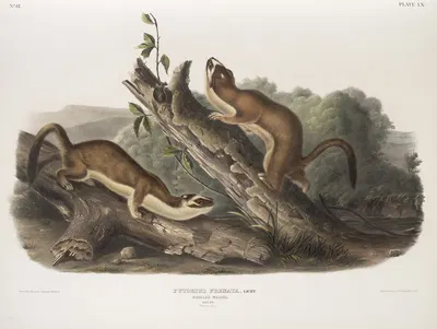 Putorius frenata, Bridled Weasel. Males. Natural size. by John Woodhouse Audubon, 1845-1848 — digital art print download