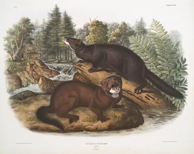 Putorius vison, Mink. Natural size. Male & female. by John Woodhouse Audubon, 1845-1848 — digital art print download