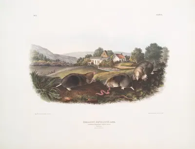 Scallops aquaticus, Common American Shrew Mole. Natural size. Male & Female. by John Woodhouse Audubon, 1845-1848 — digital…