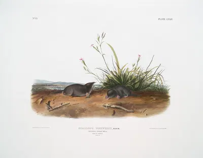 Scallops Brewerii, Brewer's Shrew Mole. Male & female. Natural size. by John Woodhouse Audubon, 1845-1848 — digital art…
