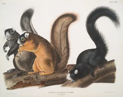 Sciurus capistratus, Fox Squirrel. Natural size. by John Woodhouse Audubon, 1845-1848 — digital art print download