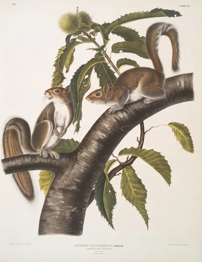 Sciurus Carolinensis, Carolina Grey Squirrel. Natural size. Male & Female. by John Woodhouse Audubon, 1845-1848 — digital…