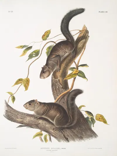 Sciurus colliaei, Collies Squirrel. Natural size. by John Woodhouse Audubon, 1845-1848 — digital art print download