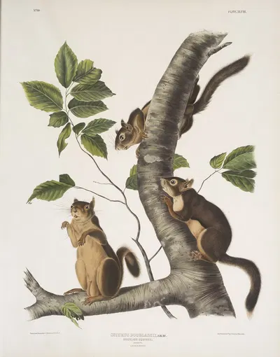 Sciurus Douglassii, Douglass's Squirrel. Natural size. 1. Male, 2, Female. by John Woodhouse Audubon, 1845-1848 — digital…