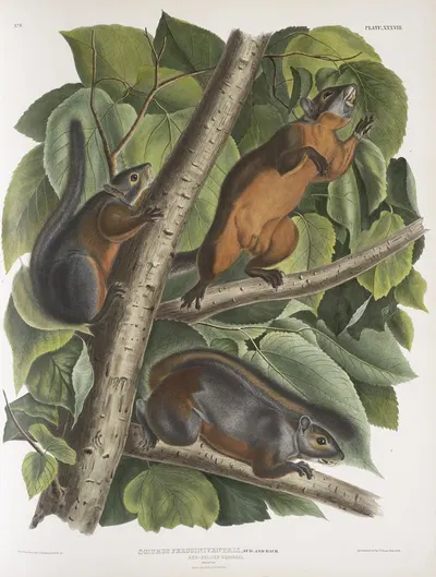 Sciurus feruginiventris, Red-bellied Squirrel. Natural size. Male, female and young. by John Woodhouse Audubon, 1845-1848 —…