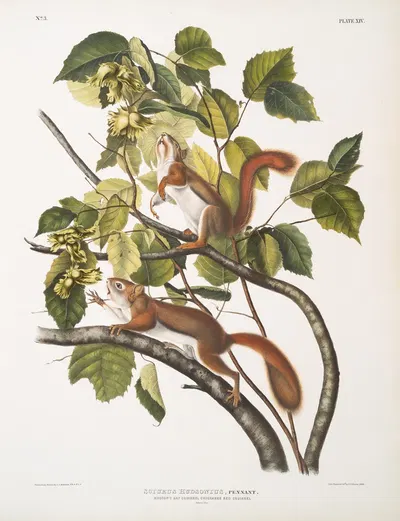 Sciurus Hudsonius, Hudson's Bay Squirrel, Chickaree Red Squirrel. Natural size. by John Woodhouse Audubon, 1845-1848 —…