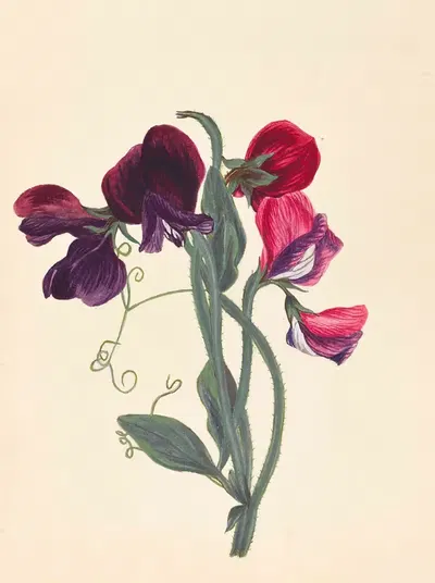 Album containing watercolors of plants Pl.15 by Американская школа, 1878-1881 — digital art print download