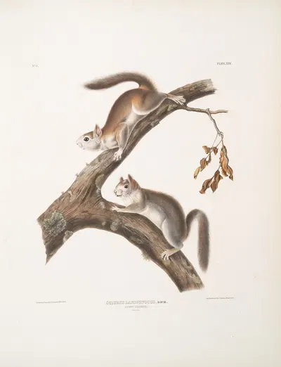 Sciurus Lanigunosus, Downy Squirrel. Natural size. by John Woodhouse Audubon, 1845-1848 — digital art print download