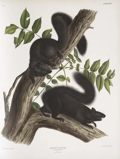 Sciurus niger, Black Squirrel. Natural size. 1. Male, 2. Female. by John Woodhouse Audubon, 1845-1848 — digital art print…
