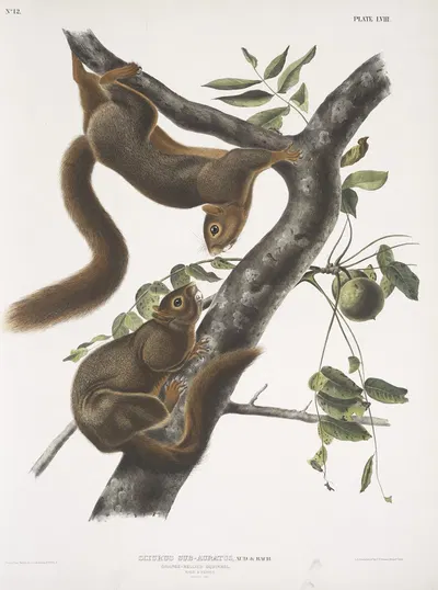 Sciurus sub-auratus, Orange-bellied Squirrel. Male & female. Natural size. by John Woodhouse Audubon, 1845-1848 — digital…