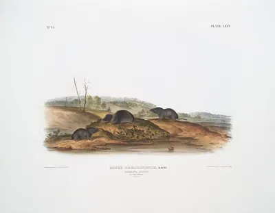 Sorex Carolinensis, Carolina Shrew. Males & female. Natural size. by John Woodhouse Audubon, 1845-1848 — digital art print…