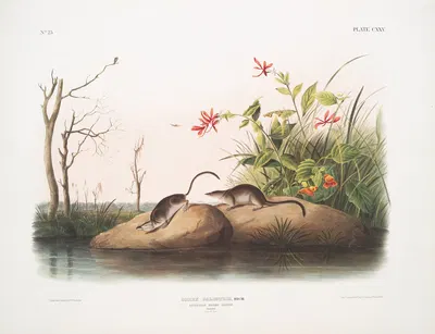 Sorex palustris, American Marsh Shrew. Males. Natural size. by John Woodhouse Audubon, 1845-1848 — digital art print download