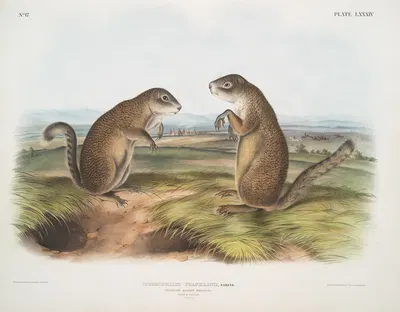 Spermophilus Franklinii, Franklin's Marmot Squirrel. (Male & female. Natural size.) by John Woodhouse Audubon, 1845-1848 —…