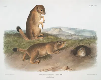 Spermophilus ludovicianus, Prairie Dog-Prairie Marmot Squirrel. Natural Size. 1. Male, 2. Female, 3. Young. by John…