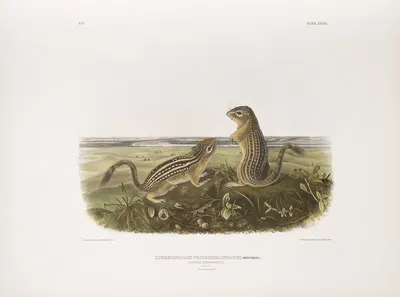 Spermophilus tridecemlineatus, Leopard Spermophile. Natural size. Male and female. by John Woodhouse Audubon, 1845-1848 —…