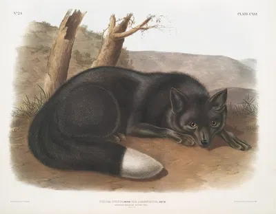Vulpes fulvus, American Black, or Silver Fox. by John Woodhouse Audubon, 1845-1848 — digital art print download