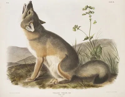 Vulpes velox, Swift Fox. Natural size. Male. by John Woodhouse Audubon, 1845-1848 — digital art print download