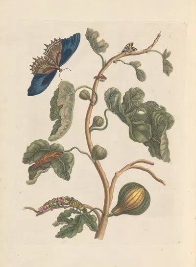 Dissertation sur la generation et les transformations des insectes de Surinam Pl.03 by Maria Sibylla Merian, 1705 — digital…
