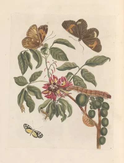 Dissertation sur la generation et les transformations des insectes de Surinam Pl.08 by Maria Sibylla Merian, 1705 — digital…