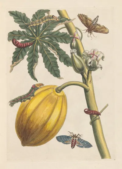 Dissertation sur la generation et les transformations des insectes de Surinam Pl.09 by Maria Sibylla Merian, 1705 — digital…