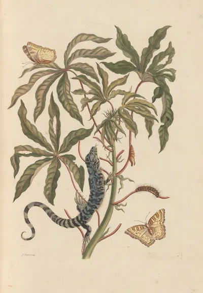 Dissertation sur la generation et les transformations des insectes de Surinam Pl.11 by Maria Sibylla Merian, 1705 — digital…