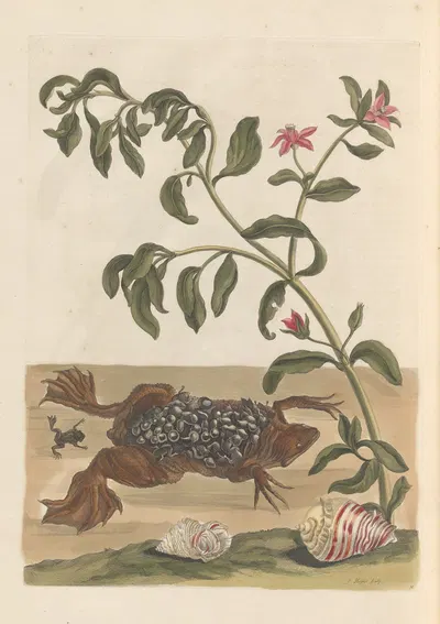 Dissertation sur la generation et les transformations des insectes de Surinam Pl.13 by Maria Sibylla Merian, 1705 — digital…