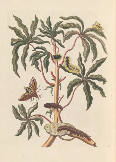 Dissertation sur la generation et les transformations des insectes de Surinam Pl.19 by Maria Sibylla Merian, 1705 — digital…