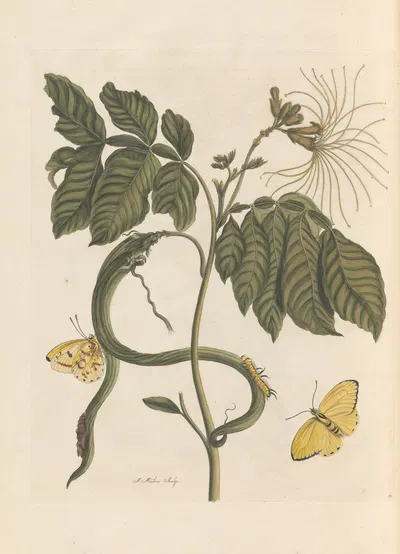 Dissertation sur la generation et les transformations des insectes de Surinam Pl.28 by Maria Sibylla Merian, 1705 — digital…