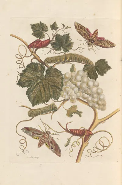 Dissertation sur la generation et les transformations des insectes de Surinam Pl.37 by Maria Sibylla Merian, 1705 — digital…