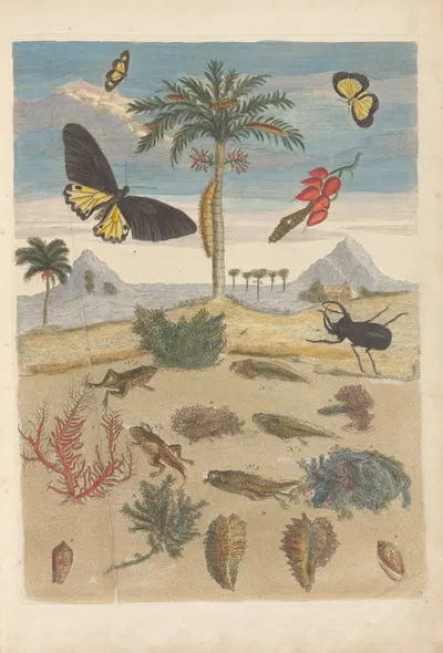 Dissertation sur la generation et les transformations des insectes de Surinam Pl.43 by Maria Sibylla Merian, 1705 — digital…