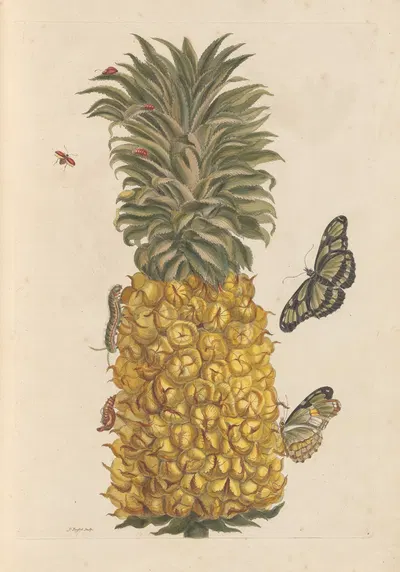 Dissertation sur la generation et les transformations des insectes de Surinam Pl.52 by Maria Sibylla Merian, 1705 — digital…