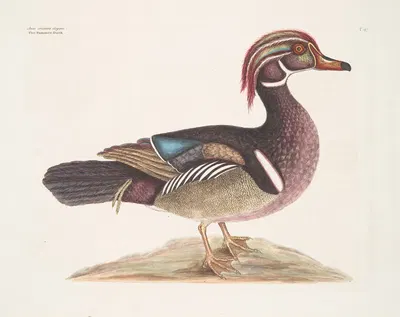 Anas cristata elegans, The Summer Duck. by Mark Catesby, 1754 — digital art print download