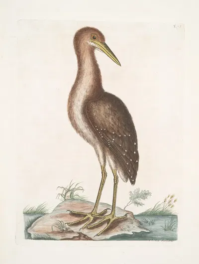 Ardea Stellaris, The brown Bittern. by Марк Кейтсби, 1754 — digital art print download