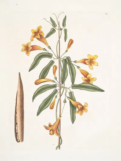 Bignonia Americana. by Mark Catesby, 1754 — digital art print download