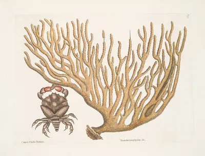 Cancer Chelis Rubris, The res-claw Crab; Titanokeratophyton &c. by Mark Catesby, 1754 — digital art print download