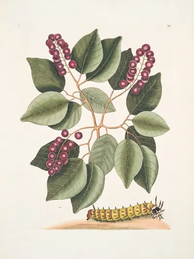 Cerasus &c., Pigeon-Plum; Eruca maxima cornuta, The great horned Caterpillar. by Mark Catesby, 1754 — digital art print…