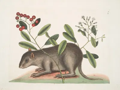 Cuniculus Bahamensis, The Bahama Coney; Pittoniæ. by Mark Catesby, 1754 — digital art print download