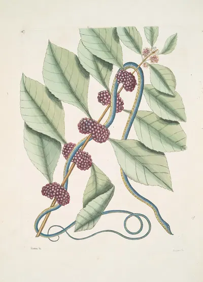 Frutex &c.; Anguis gracilis cæruleo-viridis, The blueish-green Snake. by Mark Catesby, 1754 — digital art print download