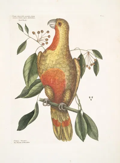 Frutex Lauri folio pendulo, fructu tricocco, semine nigro splendente, Red Wood; Psitticus Paradisis, The Parrot of…