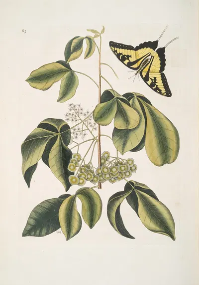 Frutex Viginianus; Papilio caudatus maximus. by Mark Catesby, 1754 — digital art print download