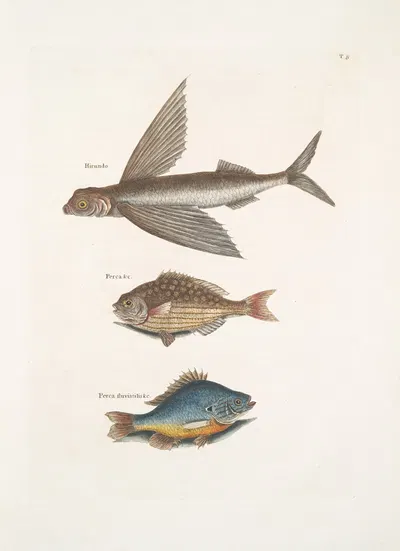 Hirundo, The Flying FIsh; Perca &c., The Rudder Fish; Perca fluviatilis &c. , The Fresh-Water Pearch. by Mark Catesby, 1754…