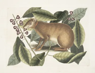 Lepus Javensis, The Java Hare; Ficus citrii folio &c. by Mark Catesby, 1754 — digital art print download